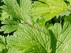 Ischnura aurora aurora