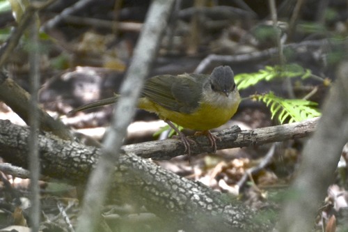 Appert's Tetraka (Xanthomixis apperti), photo 5