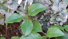 Orthilia secunda