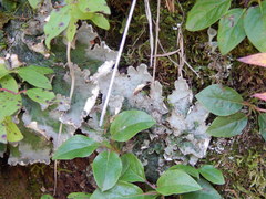 Orthilia secunda