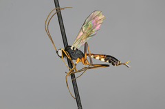 Cryptopimpla quadrilineata