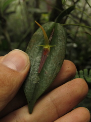 Pleurothallis microcardia