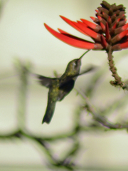 Phaeoptila sordida