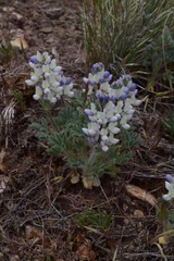 Lupinus malacophyllus