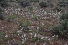 Lupinus malacophyllus