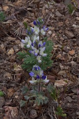 Lupinus malacophyllus
