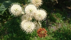Cephalanthus tetrandra