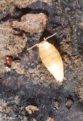 Nicoletiidae