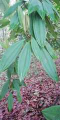 Miconia notabilis