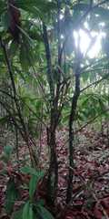 Miconia notabilis