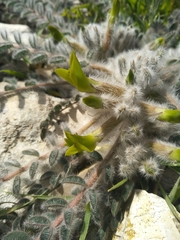 Astragalus caprinus