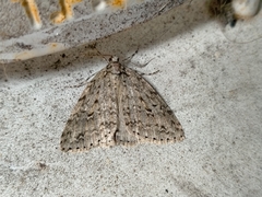 Pseudocoremia rudisata