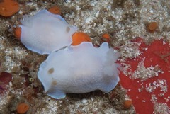 Doriopsilla capensis