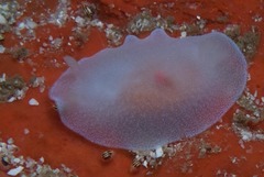 Doriopsilla capensis