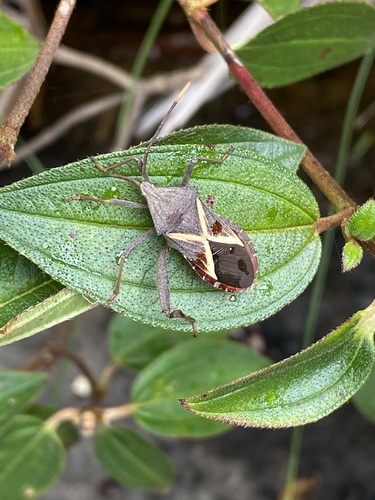 Crusader bug