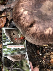 Agaricus austrovinaceus