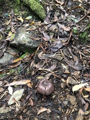 Agaricus austrovinaceus