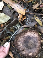 Agaricus austrovinaceus