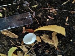 Streptopelia senegalensis