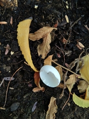 Streptopelia senegalensis