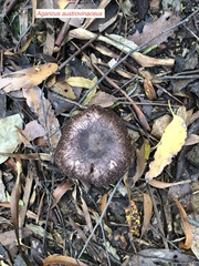 Agaricus austrovinaceus
