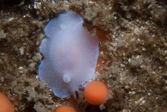 Doriopsilla capensis