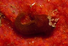 Apletodon pellegrini