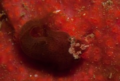 Apletodon pellegrini
