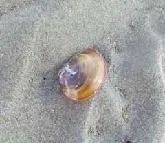 Nuttallia