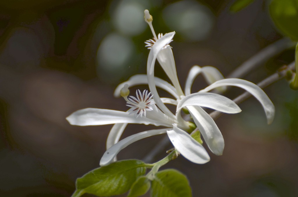 Humbertioturraea