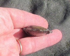 Nuttallia