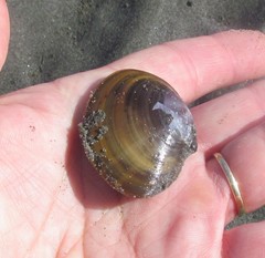 Nuttallia