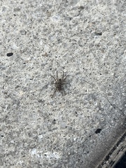 Lycosidae