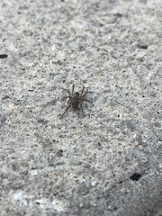 Lycosidae