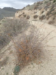 Quercus john-tuckeri