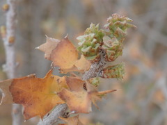 Quercus john-tuckeri
