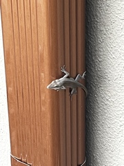 Anolis carolinensis