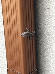 Anolis carolinensis