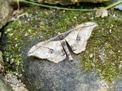 Hyposidra infixaria
