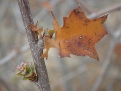 Quercus john-tuckeri