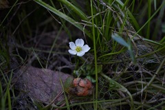 Ranunculus lobbii