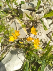 Hypecoum procumbens