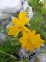 Hypecoum procumbens