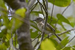 Newtonia brunneicauda