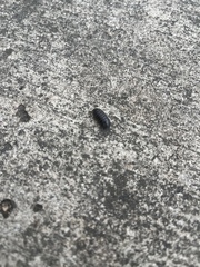 Armadillidium vulgare