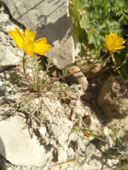 Hypecoum procumbens