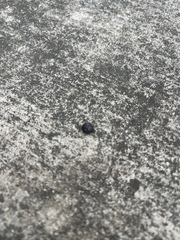 Armadillidium vulgare