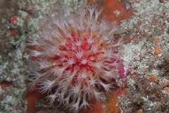 Alcyonium variabile