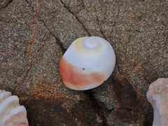 Polinices powisianus