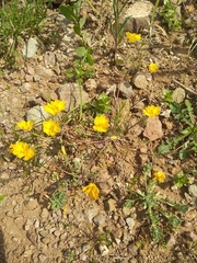 Hypecoum procumbens
